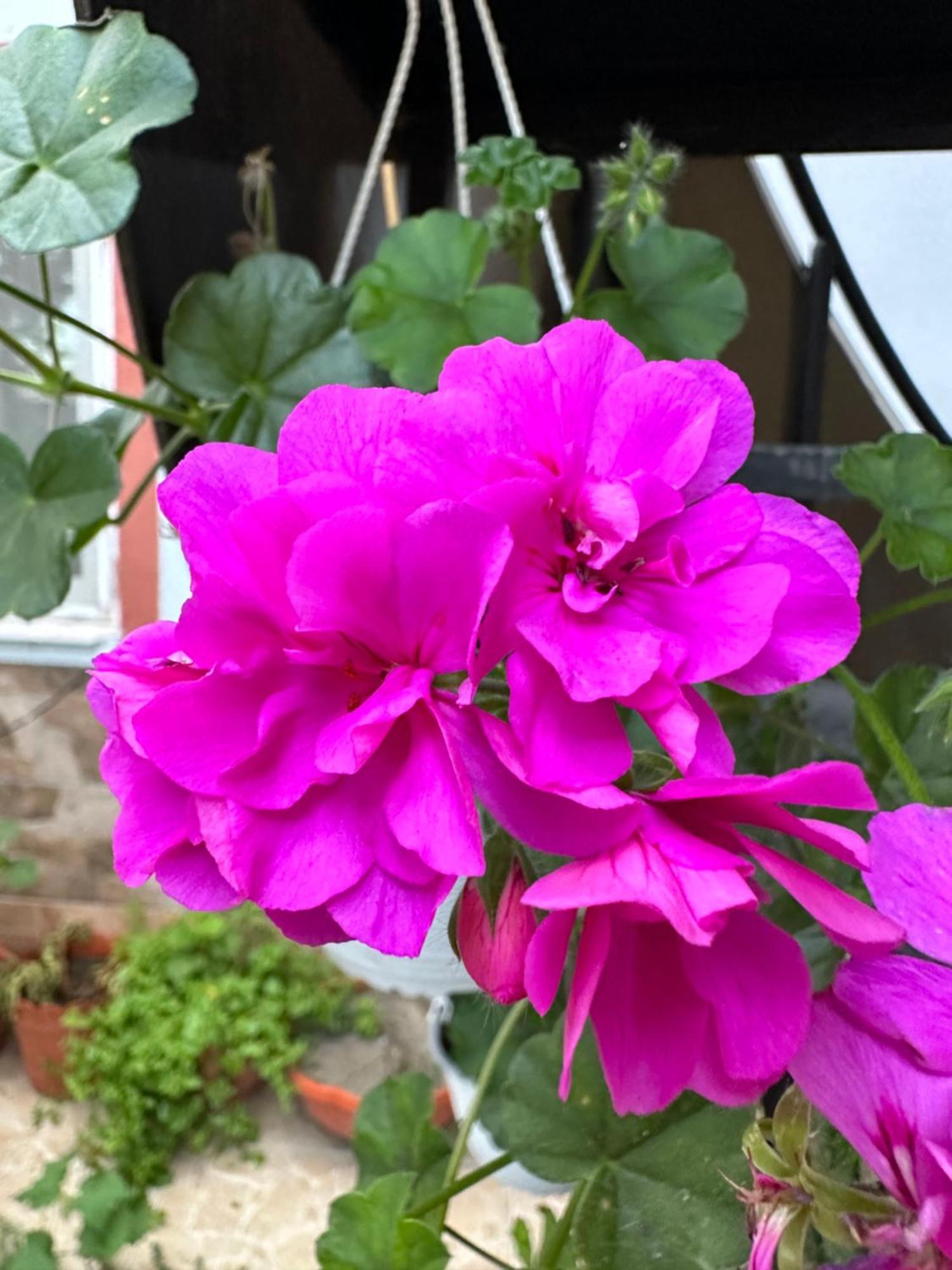 Casa Cu Flori Corbu 호텔 코르부 외부 사진